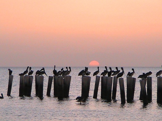 Pelicans Watch Sunset in Naples