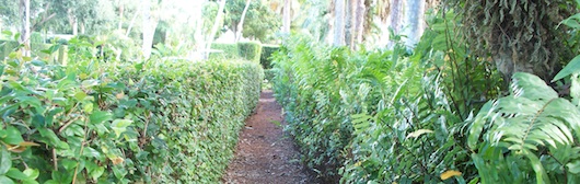 Little Nature Trail at Rodgers Park in Naples Florida