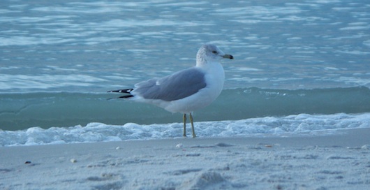 Seagull on the beach while I went to Turtle Club