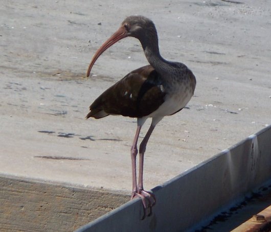 Ibis at Crayton Cove