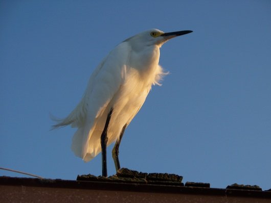 Snowy Egret on the Naples Florida Pier