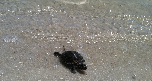 My Friend's Turtle Enjoying The Lake